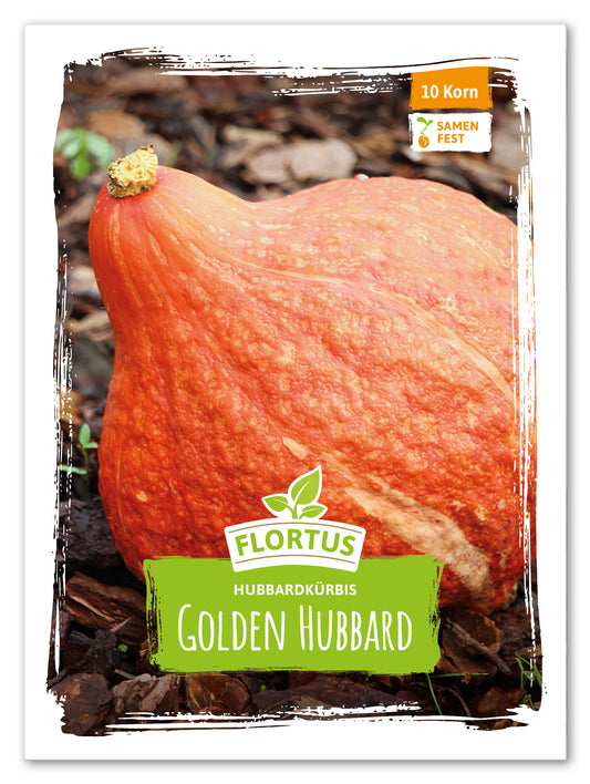  Hubbardkürbis Golden Hubbard
