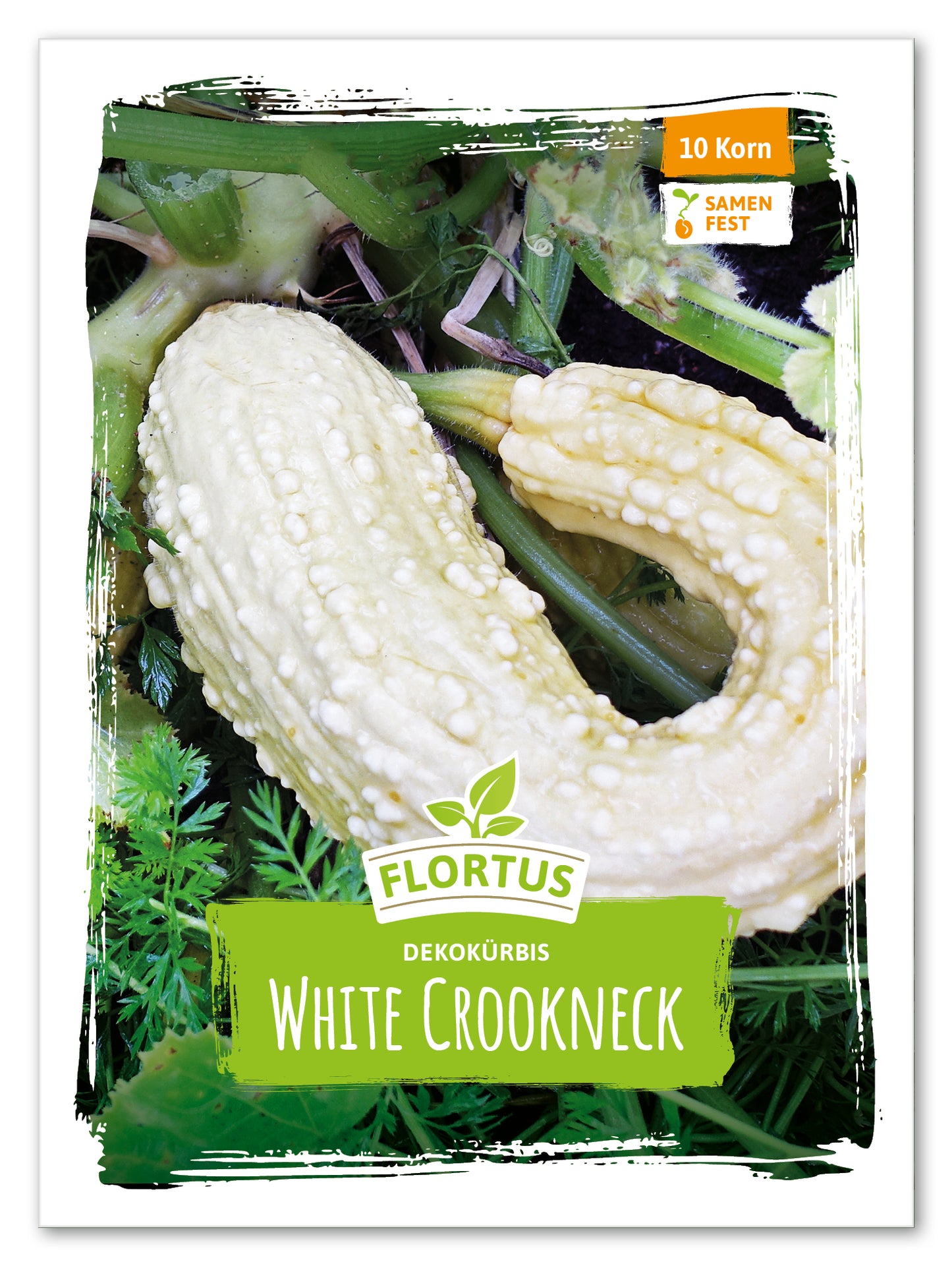  Dekokürbis White Crookneck