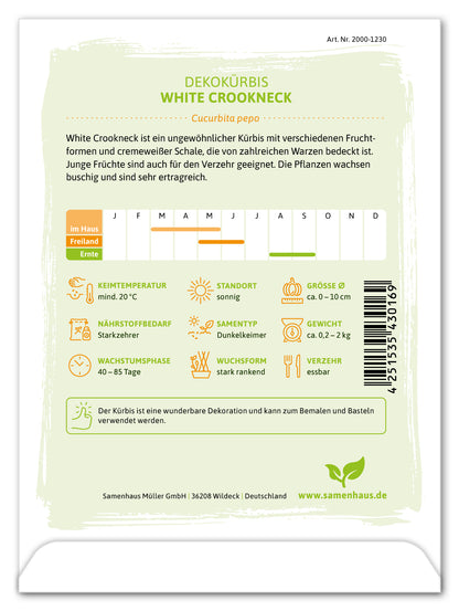  Dekokürbis White Crookneck