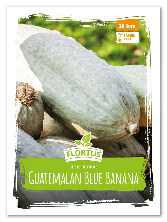  Speisekürbis Guatemalan Blue Banana
