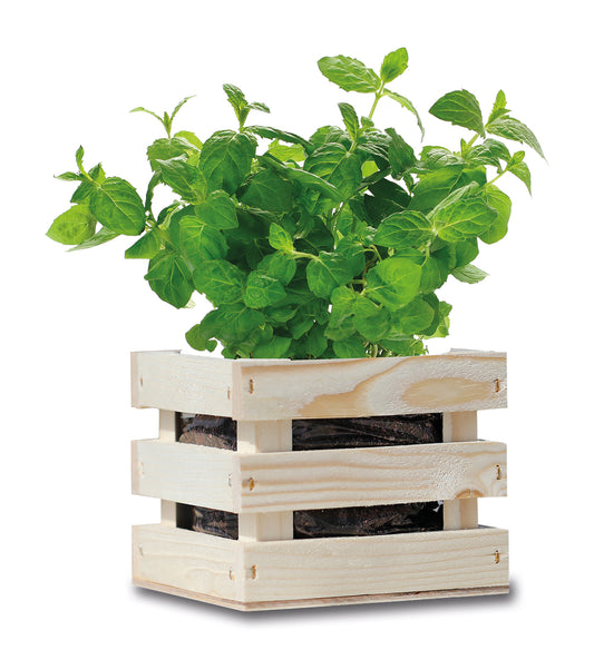  BIO Garden Box Gewürze Minze [MHD 12/2025]