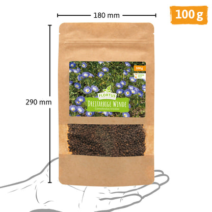  Wiesenblume Dreifarbige Winde (100 G)