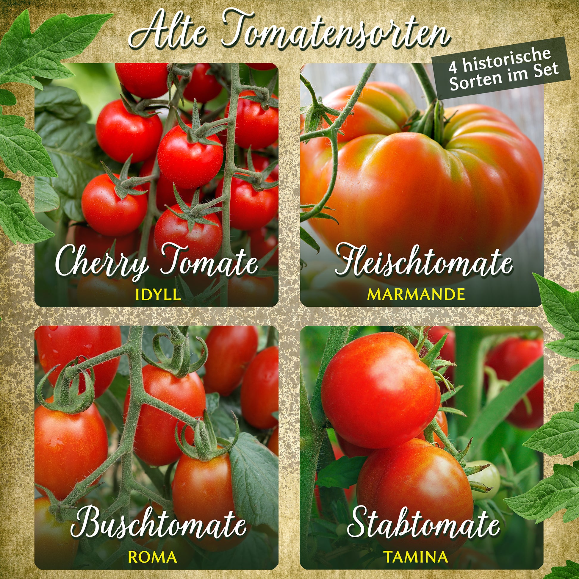  Alte Tomatensorten Set