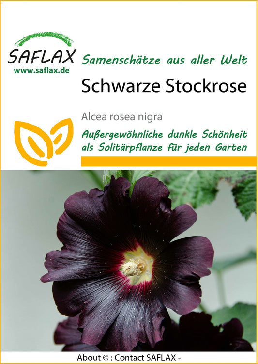  Schwarze Stockrose