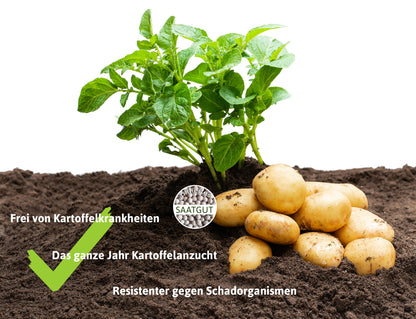  Anzuchtset HARRY HERBS & Oliver F1 Kartoffelsamen (Pillensaat)