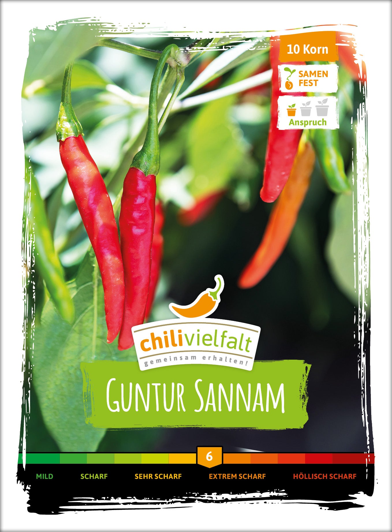  Chili Guntur Sannam