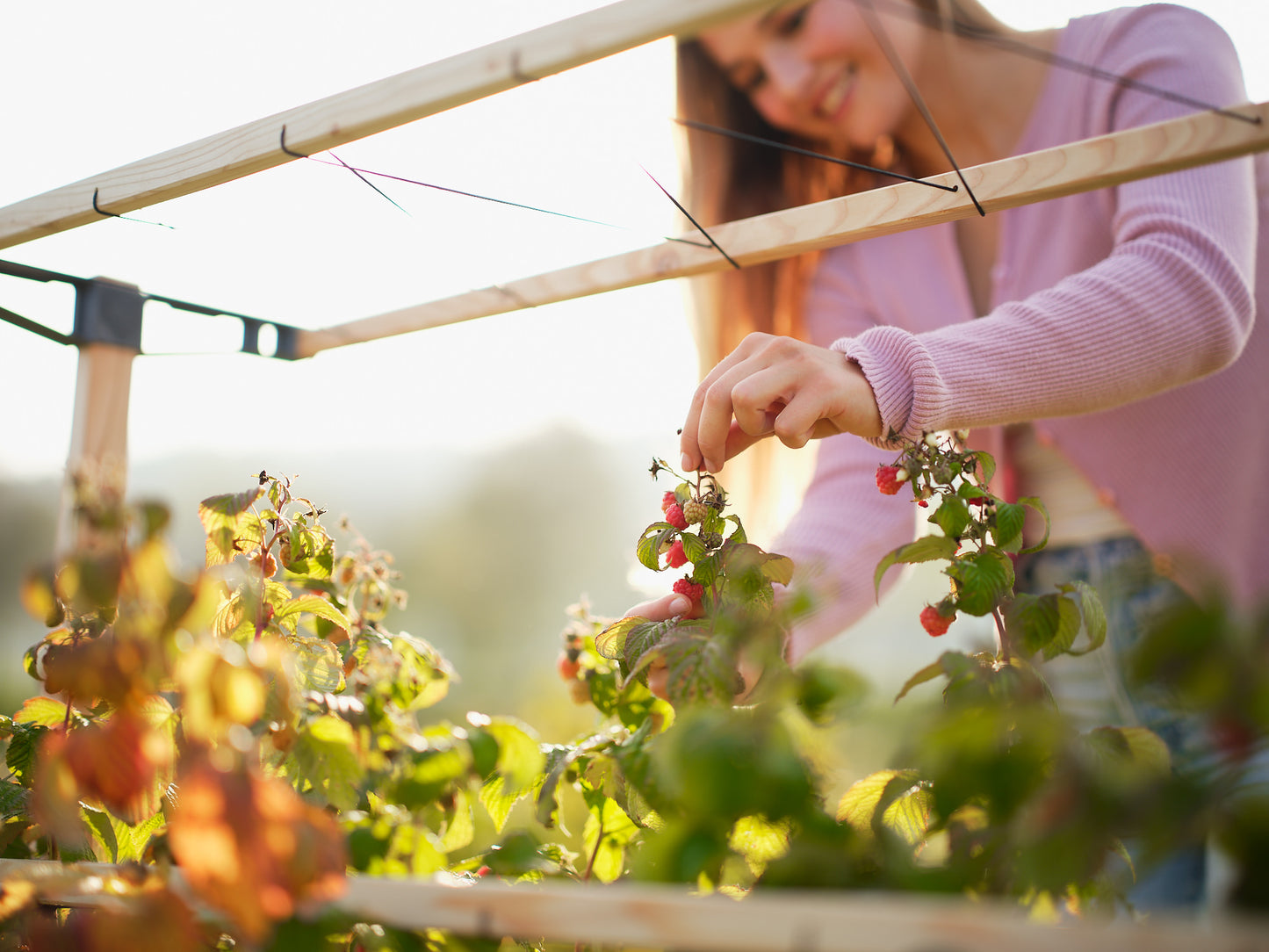  BERRY BUDDY Beerenrankhilfe Erweiterung