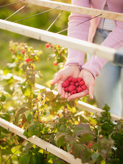  BERRY BUDDY Beerenrankhilfe Erweiterung