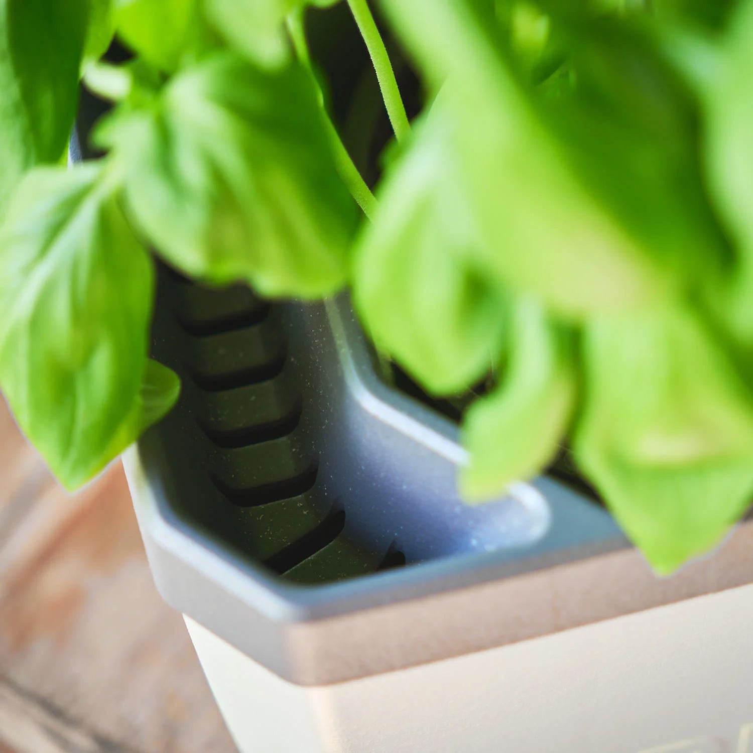  HERBS BUDDY Kräutertopf Hellgrau