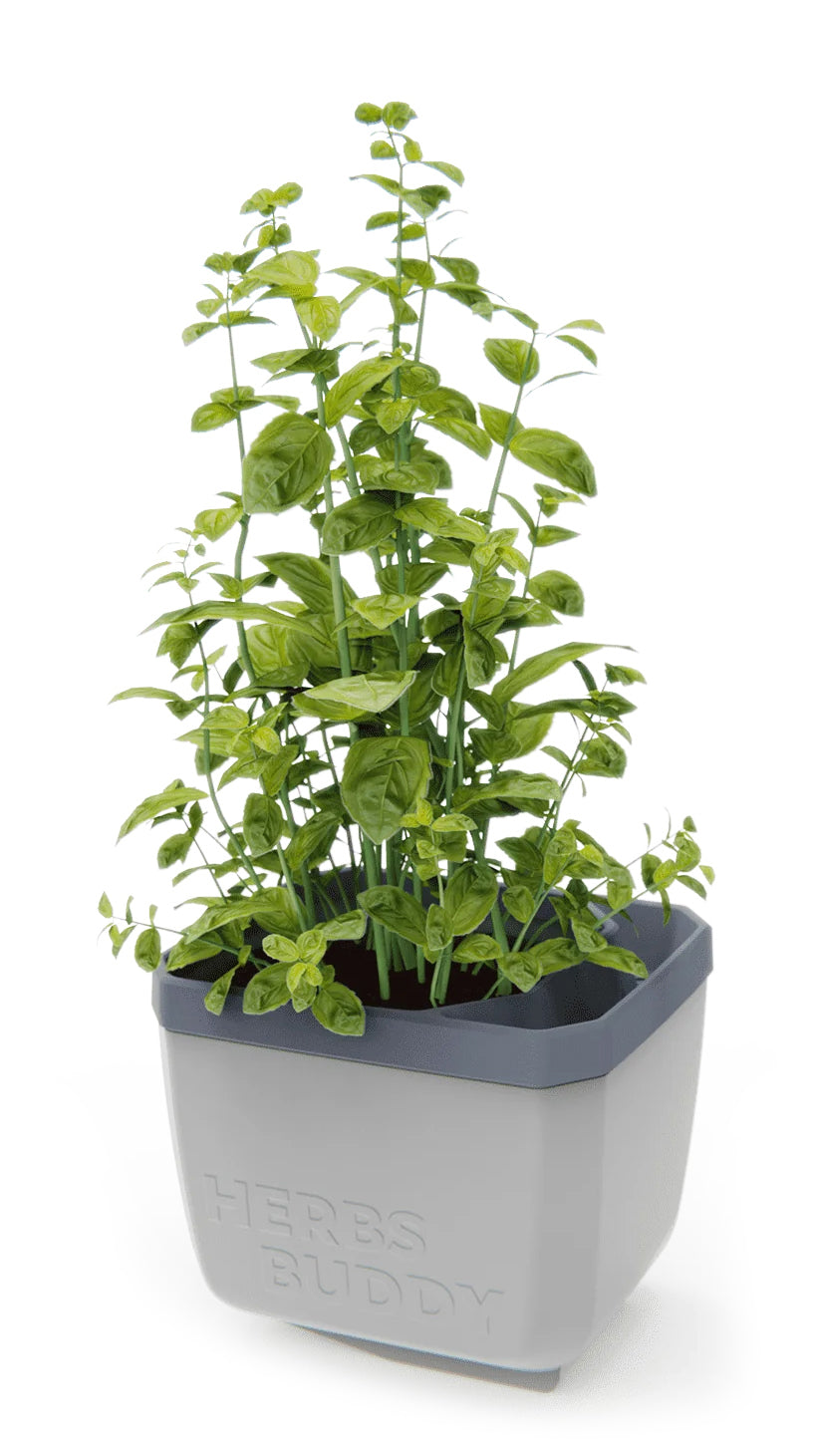  HERBS BUDDY Kräutertopf Hellgrau