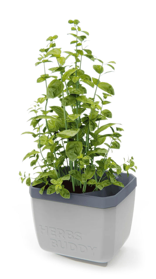  HERBS BUDDY Kräutertopf Hellgrau