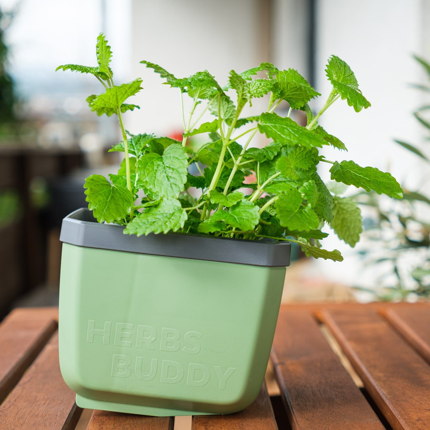  HERBS BUDDY Kräutertopf Dunkelgrün