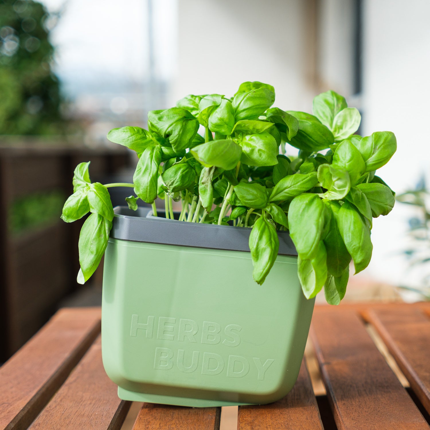  HERBS BUDDY Kräutertopf Dunkelgrün