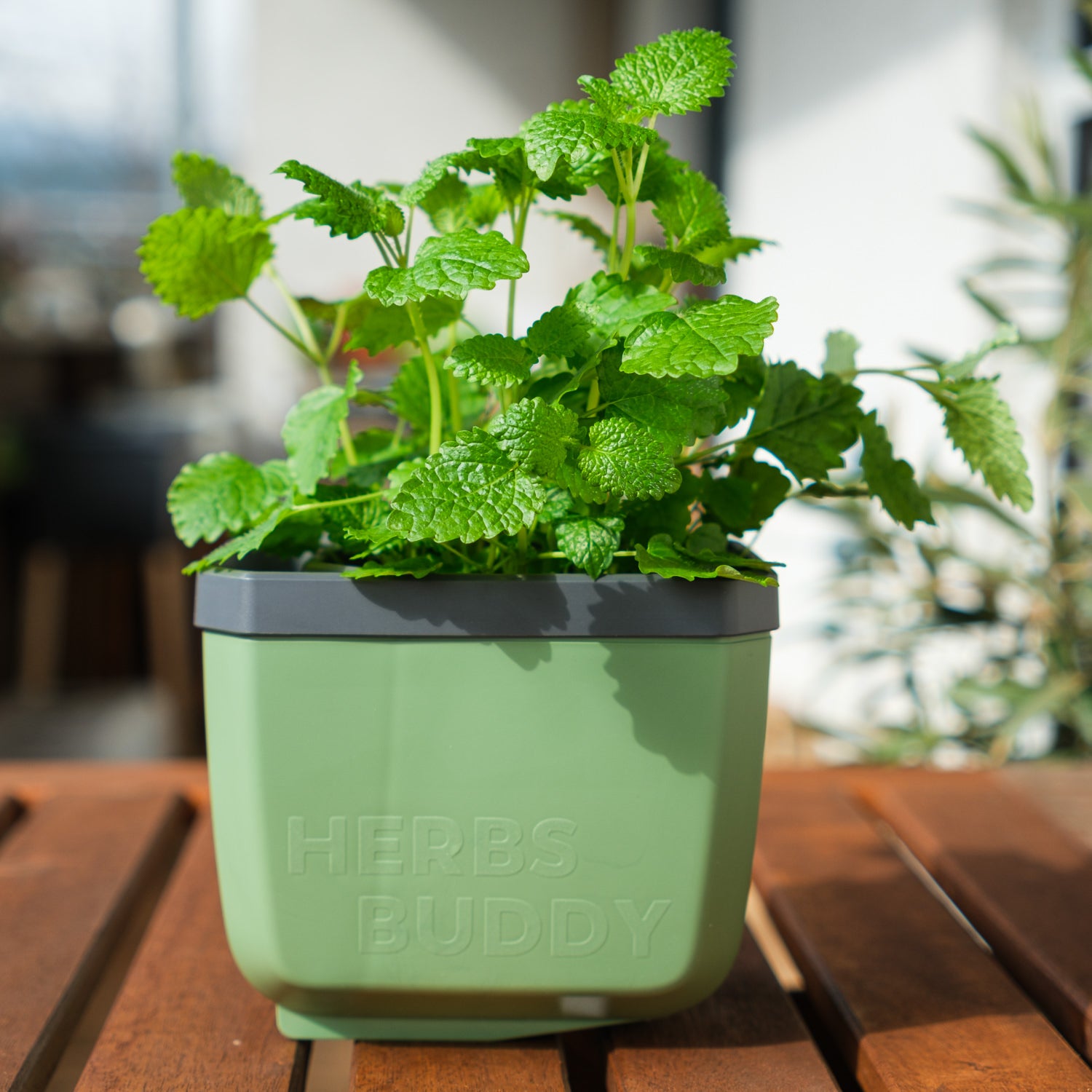  HERBS BUDDY Kräutertopf Dunkelgrün
