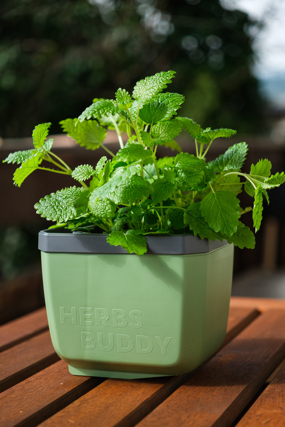  HERBS BUDDY Kräutertopf Dunkelgrün