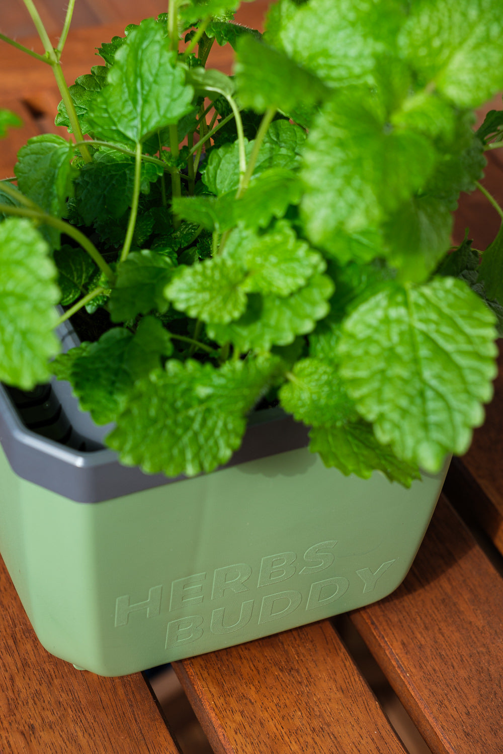  HERBS BUDDY Kräutertopf Dunkelgrün