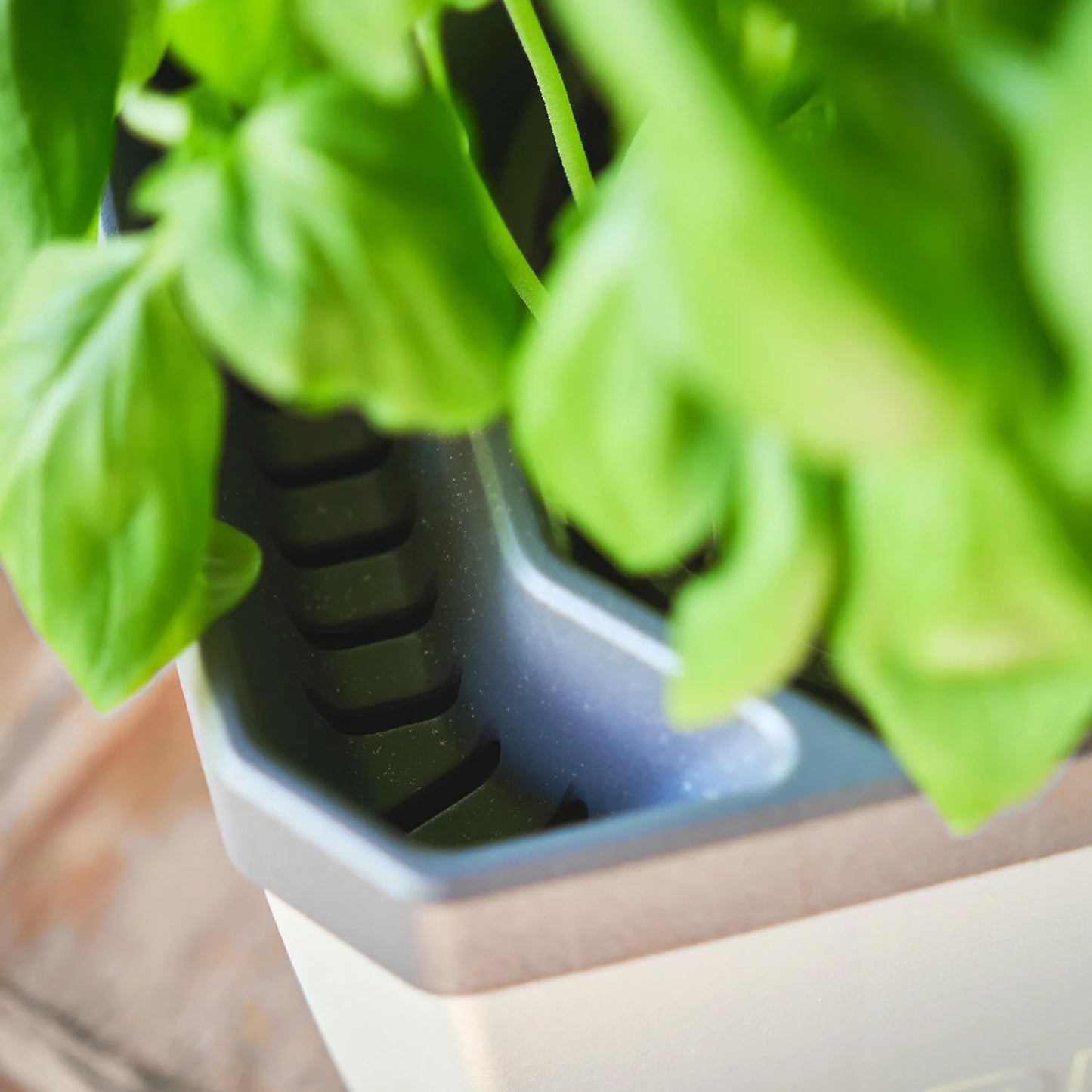  HERBS BUDDY Kräutertopf Dunkelgrün