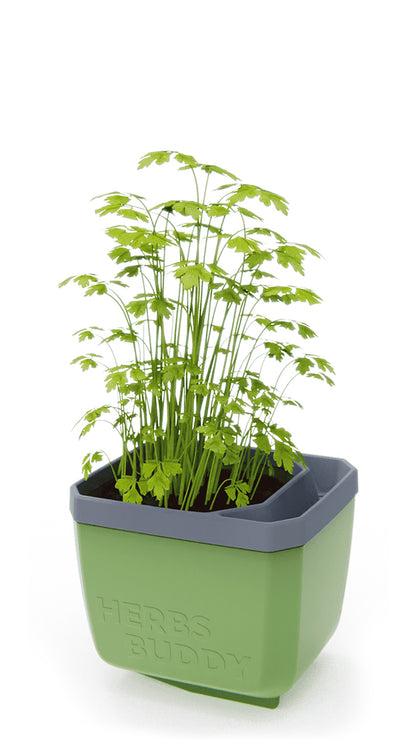  HERBS BUDDY Kräutertopf Dunkelgrün