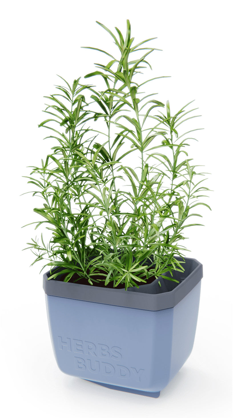  HERBS BUDDY Kräutertopf Blau