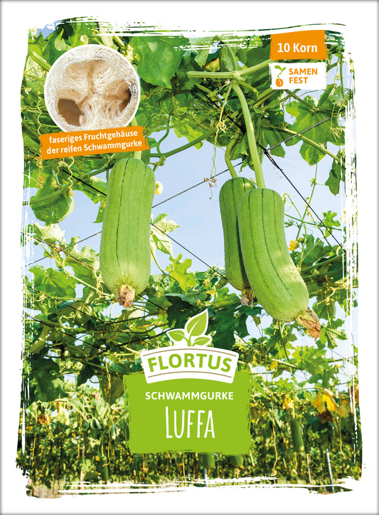  Schwammgurke Luffa