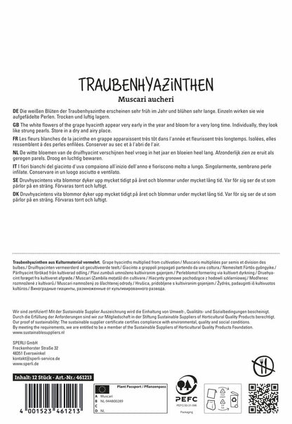  Traubenhyazinthe White Magic (12 Stück)