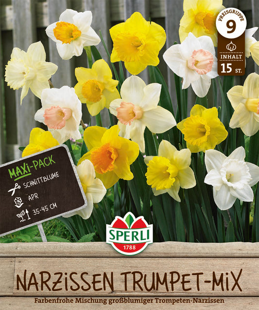  Maxi Trompeten-Narzissen Mischung (15 Stück)
