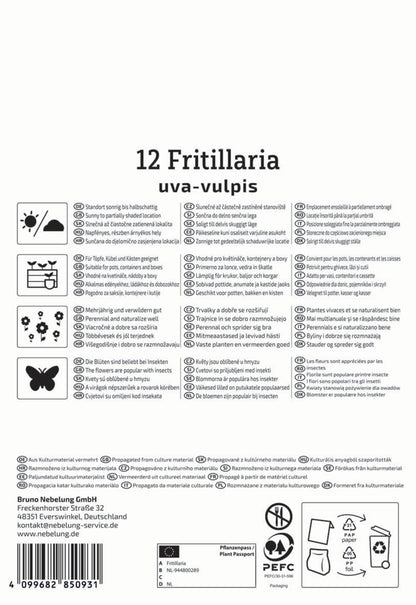  Fuchstraube (12 Stück)