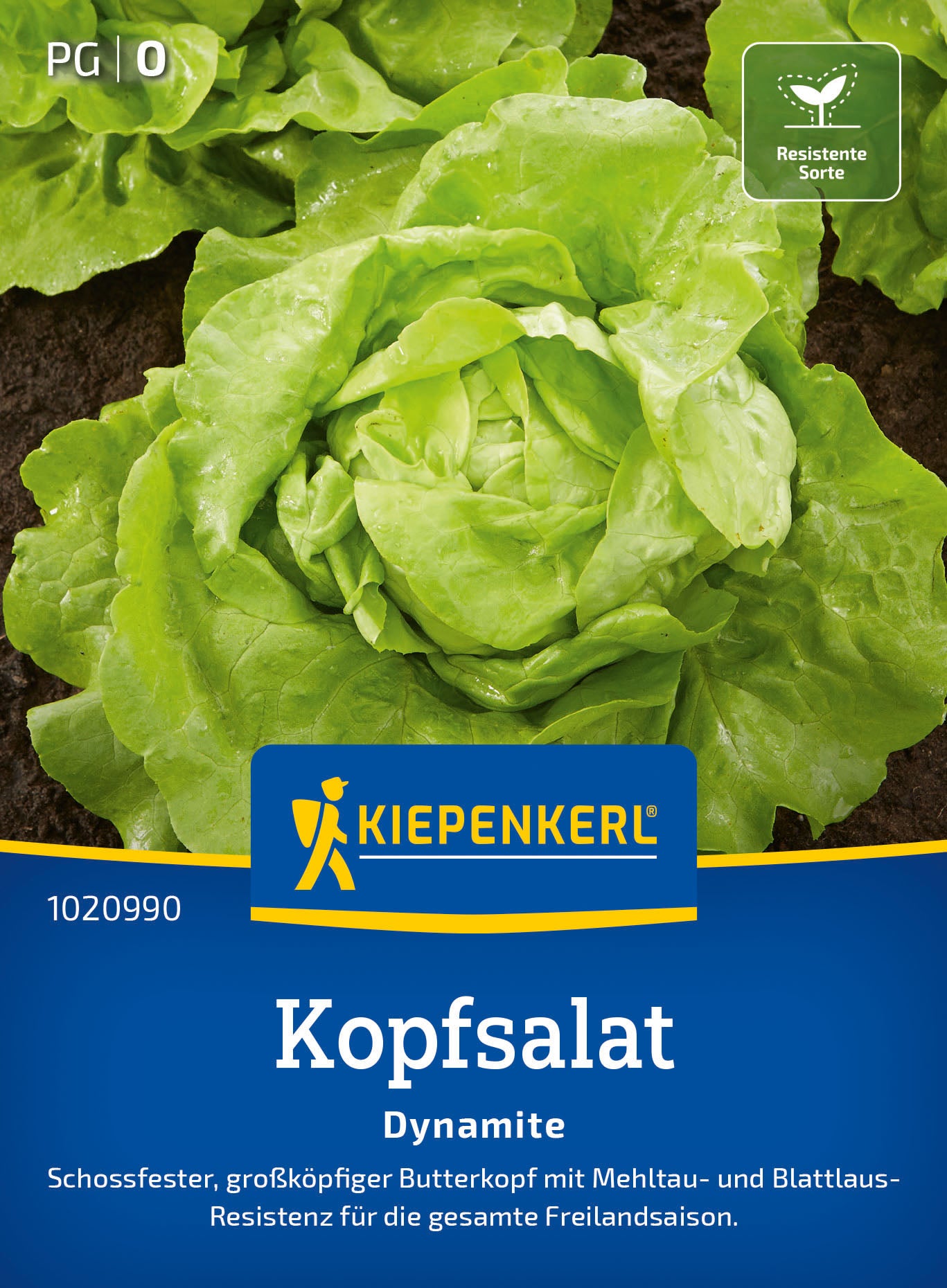  Kopfsalat Dynamite