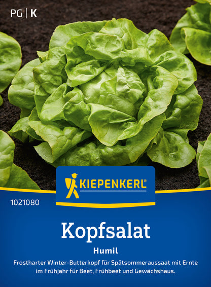  Kopfsalat Humil