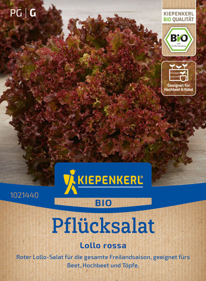  BIO Pflücksalat Lollo Rossa