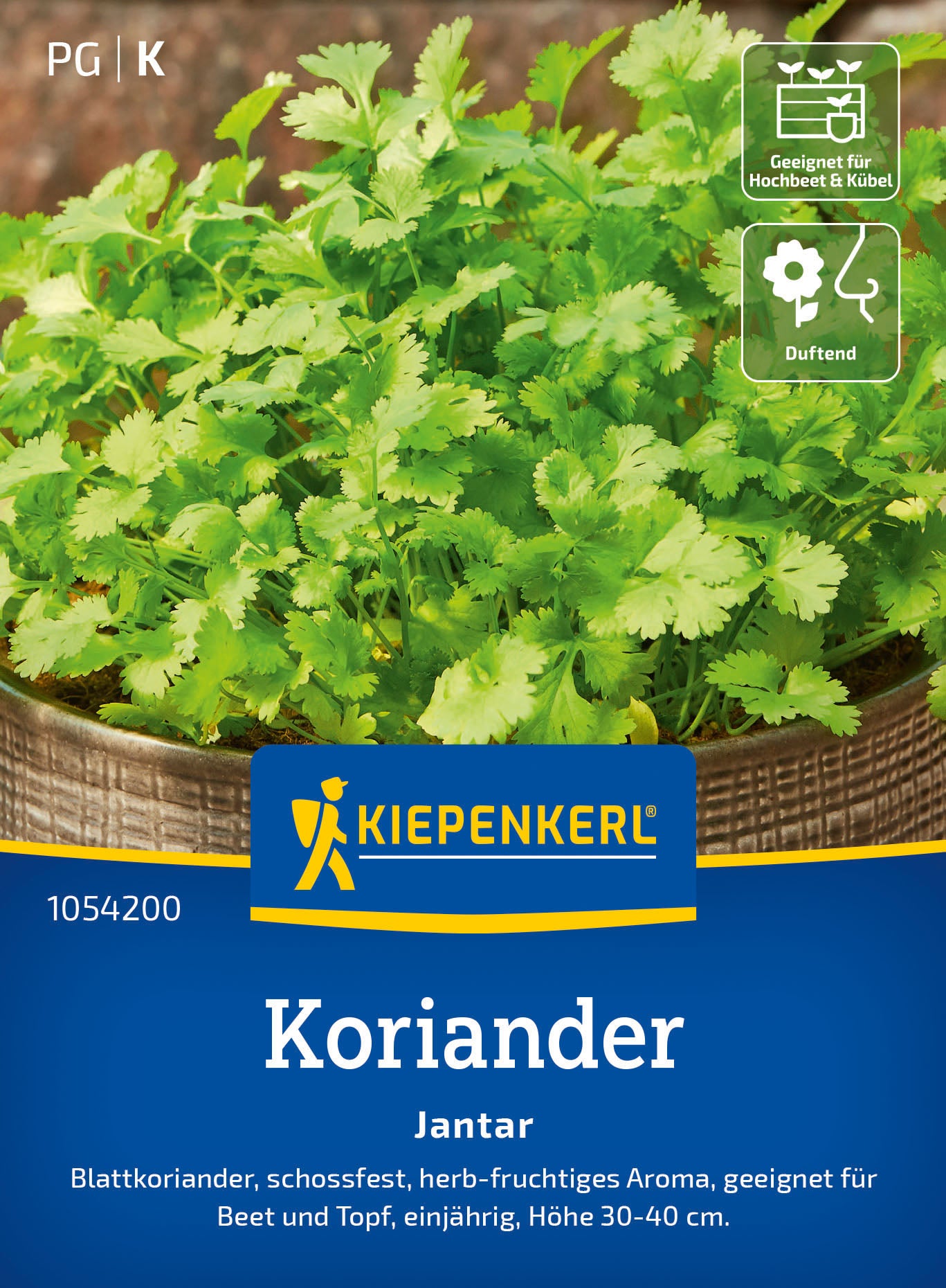  Koriander Jantar
