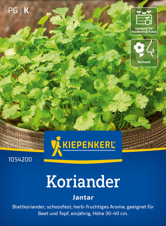  Koriander Jantar