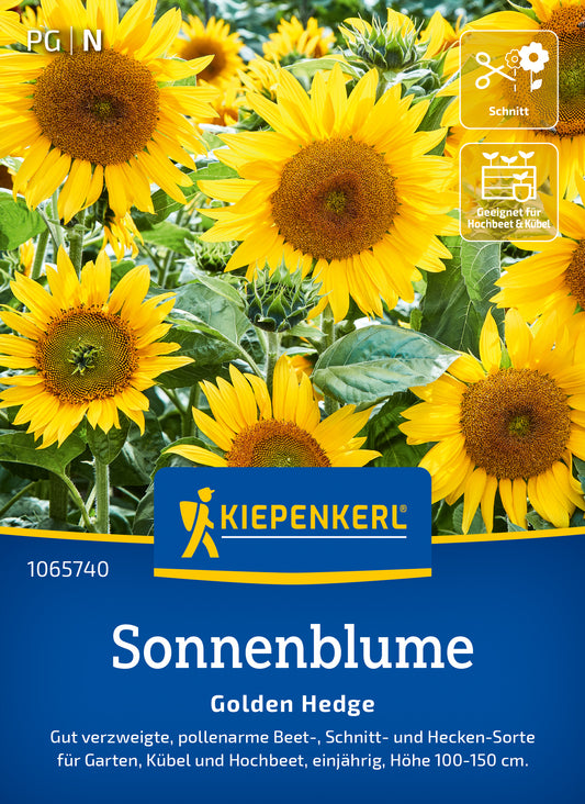  Sonnenblume Golden Hedge