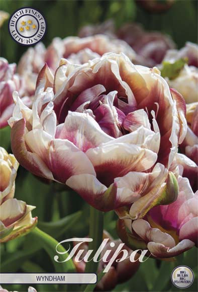  Tulpe Wyndham (7 Stück)