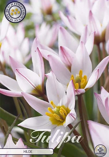  Tulpe Hilde (10 Stück)