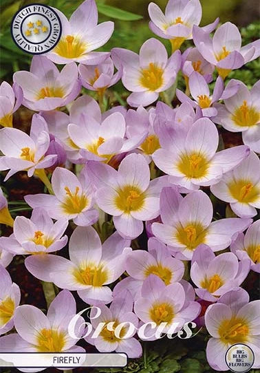  Krokus Siberi Firefly (20 Stück)